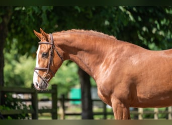 Belgisches Warmblut, Wallach, 5 Jahre, 161 cm, Fuchs
