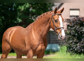 Belgisches Warmblut, Wallach, 5 Jahre, 161 cm, Fuchs