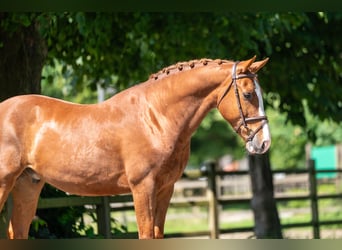 Belgisches Warmblut, Wallach, 5 Jahre, 161 cm, Fuchs