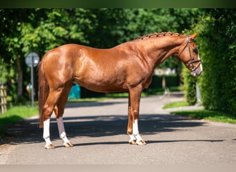 Belgisches Warmblut, Wallach, 5 Jahre, 161 cm, Fuchs
