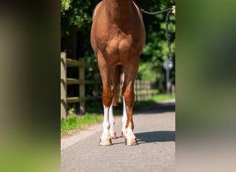 Belgisches Warmblut, Wallach, 5 Jahre, 161 cm, Fuchs