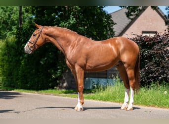 Belgisches Warmblut, Wallach, 5 Jahre, 161 cm, Fuchs