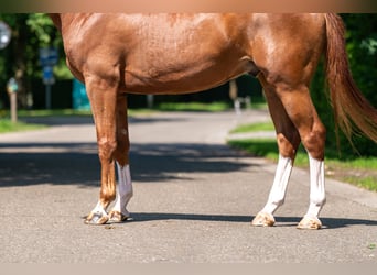 Belgisches Warmblut, Wallach, 5 Jahre, 161 cm, Fuchs