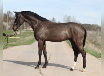 Belgisches Warmblut, Wallach, 5 Jahre, 162 cm, Brauner