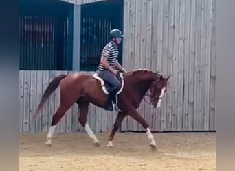 Belgisches Warmblut, Wallach, 5 Jahre, 162 cm, Fuchs