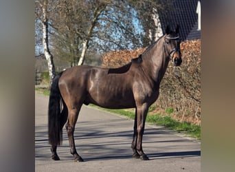 Belgisches Warmblut, Wallach, 5 Jahre, 164 cm, Brauner