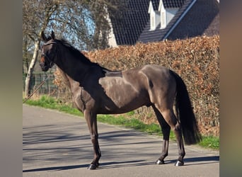 Belgisches Warmblut, Wallach, 5 Jahre, 164 cm, Brauner
