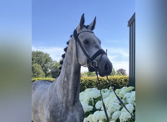 Belgisches Warmblut, Wallach, 5 Jahre, 164 cm, Schimmel