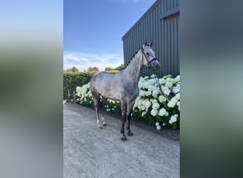 Belgisches Warmblut, Wallach, 5 Jahre, 164 cm, Schimmel