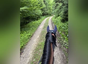 Belgisches Warmblut, Wallach, 5 Jahre, 165 cm, Brauner