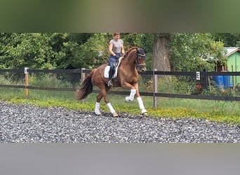 Belgisches Warmblut, Wallach, 5 Jahre, 165 cm, Dunkelfuchs