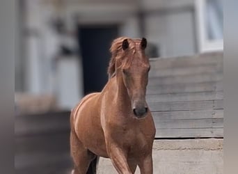 Belgisches Warmblut, Wallach, 5 Jahre, 165 cm, Dunkelfuchs