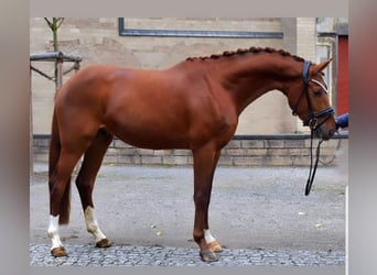 Belgisches Warmblut, Wallach, 5 Jahre, 165 cm, Dunkelfuchs