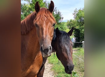 Belgisches Warmblut, Wallach, 5 Jahre, 165 cm, Dunkelfuchs