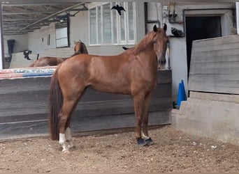 Belgisches Warmblut, Wallach, 5 Jahre, 165 cm, Dunkelfuchs