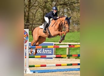 Belgisches Warmblut, Wallach, 5 Jahre, 165 cm, Dunkelfuchs