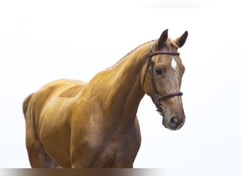 Belgisches Warmblut, Wallach, 5 Jahre, 166 cm, Fuchs