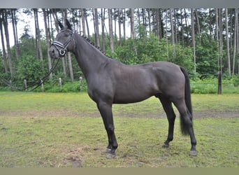 Belgisches Warmblut, Wallach, 5 Jahre, 166 cm, Rappe