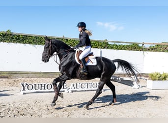 Belgisches Warmblut, Wallach, 5 Jahre, 166 cm, Rappe