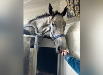 Belgisches Warmblut, Wallach, 5 Jahre, 166 cm, Schimmel