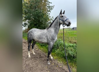 Belgisches Warmblut, Wallach, 5 Jahre, 166 cm, Schimmel