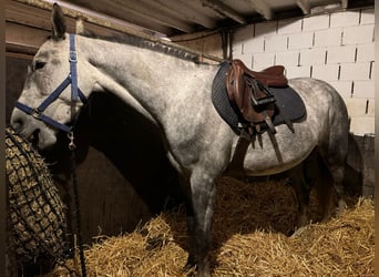 Belgisches Warmblut, Wallach, 5 Jahre, 166 cm, Schimmel