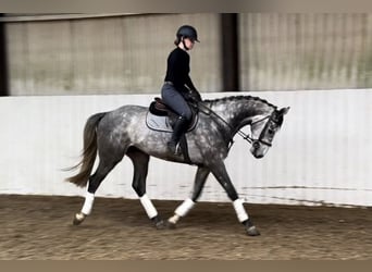 Belgisches Warmblut, Wallach, 5 Jahre, 166 cm, Schimmel