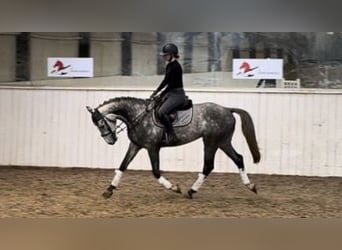 Belgisches Warmblut, Wallach, 5 Jahre, 166 cm, Schimmel