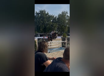 Belgisches Warmblut, Wallach, 5 Jahre, 167 cm, Brauner