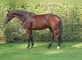 Belgisches Warmblut, Wallach, 5 Jahre, 167 cm, Brauner