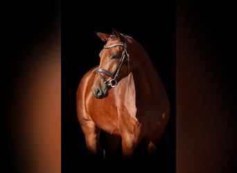 Belgisches Warmblut, Wallach, 5 Jahre, 167 cm, Brauner