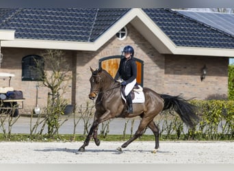 Belgisches Warmblut, Wallach, 5 Jahre, 167 cm, Brauner