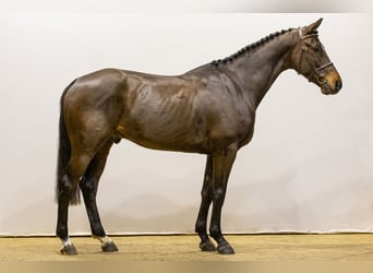 Belgisches Warmblut, Wallach, 5 Jahre, 167 cm, Dunkelbrauner