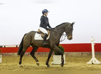 Belgisches Warmblut, Wallach, 5 Jahre, 167 cm, Dunkelbrauner