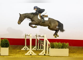 Belgisches Warmblut, Wallach, 5 Jahre, 167 cm, Dunkelbrauner