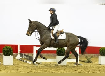 Belgisches Warmblut, Wallach, 5 Jahre, 167 cm, Dunkelbrauner