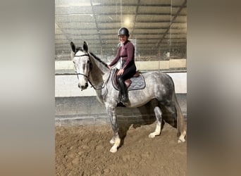 Belgisches Warmblut, Wallach, 5 Jahre, 167 cm, Schimmel