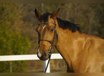 Belgisches Warmblut, Wallach, 5 Jahre, 168 cm, Brauner