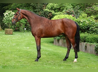 Belgisches Warmblut, Wallach, 5 Jahre, 168 cm, Brauner