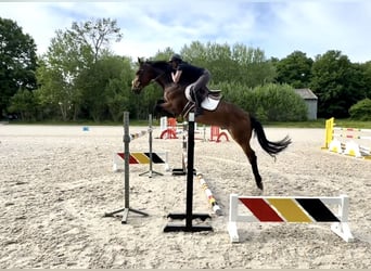 Belgisches Warmblut, Wallach, 5 Jahre, 168 cm, Brauner