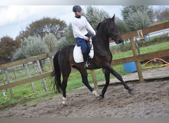 Belgisches Warmblut, Wallach, 5 Jahre, 168 cm, Dunkelbrauner