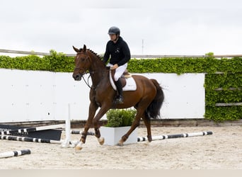 Belgisches Warmblut, Wallach, 5 Jahre, 168 cm, Fuchs