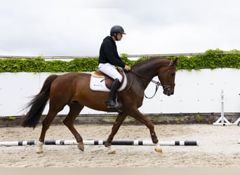 Belgisches Warmblut, Wallach, 5 Jahre, 168 cm, Fuchs