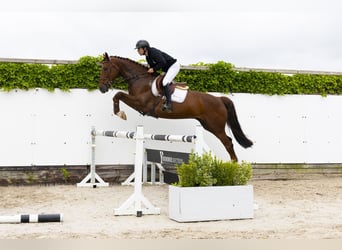 Belgisches Warmblut, Wallach, 5 Jahre, 168 cm, Fuchs