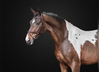 Belgisches Warmblut, Wallach, 5 Jahre, 168 cm