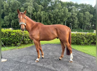 Belgisches Warmblut, Wallach, 5 Jahre, 169 cm, Dunkelfuchs