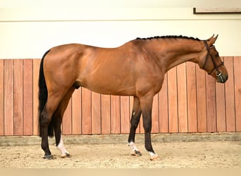 Belgisches Warmblut, Wallach, 5 Jahre, 169 cm, Rappe