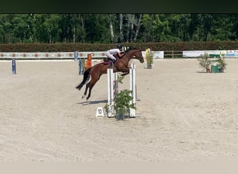 Belgisches Warmblut, Wallach, 5 Jahre, 170 cm, Brauner