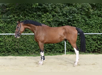 Belgisches Warmblut, Wallach, 5 Jahre, 170 cm, Brauner