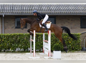 Belgisches Warmblut, Wallach, 5 Jahre, 170 cm, Brauner